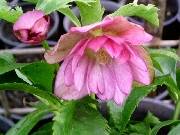 Helleborus Double Pink